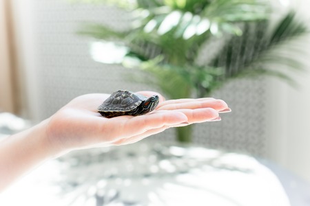 an image of a pet turtle on a white tableの写真素材