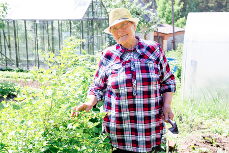 Relaxed senior lady working in her garden growing vegetablesの写真素材