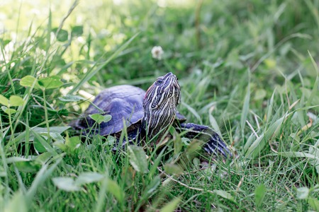 an image of a pet turtle on a white tableの写真素材