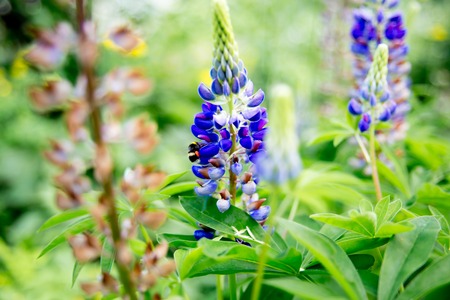 Relaxed senior lady working in her garden growing vegetablesの写真素材