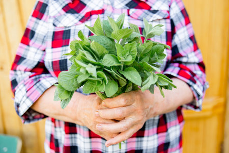 Relaxed senior lady working in her garden growing vegetables