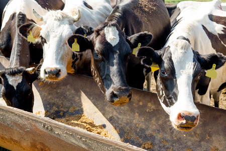 Cow milking facility and mechanized milking equipment. dairy farmの写真素材