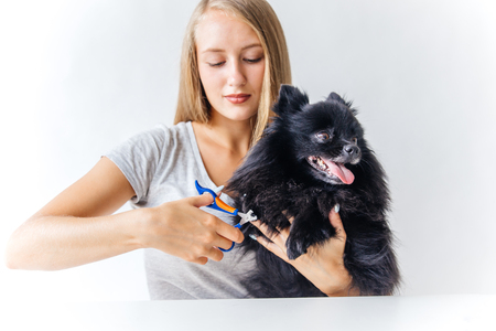 a portrait of a professional dog hairdresser grooming a dogの写真素材