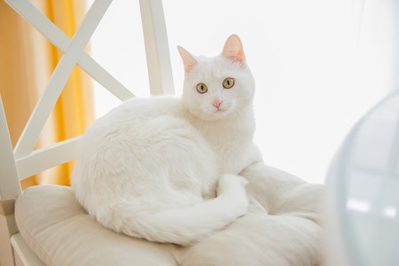 a portrait of a cute white cat at homeの写真素材