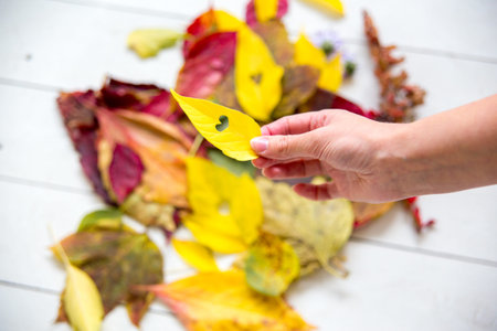 Autumn composition made of fallen leaves on white background