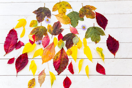 Autumn composition made of fallen leaves on white background