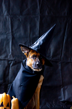 cute german shepherd dog in a halloween costume with pumpkinsの写真素材