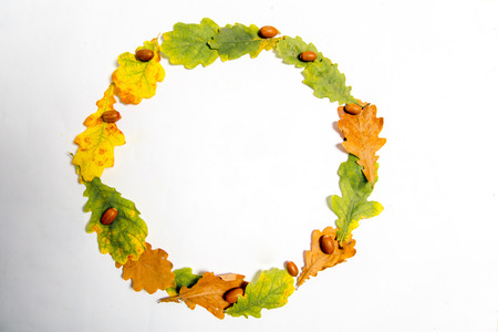 Autumn composition made of fallen leaves on white backgroundの写真素材