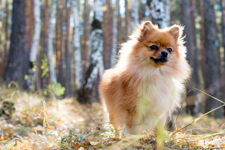 Cute friendly spitz dog walking in an autumn parkの写真素材
