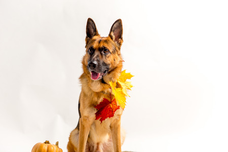 cute german shepherd dog in a halloween costume with pumpkinsの写真素材