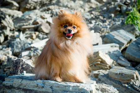 Cute friendly spitz dog walking in an autumn parkの写真素材