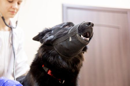female veterinarian examining a dog in a vet clinic