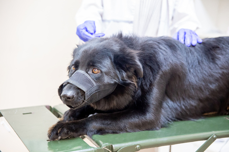 female veterinarian examining a dog in a vet clinicの写真素材