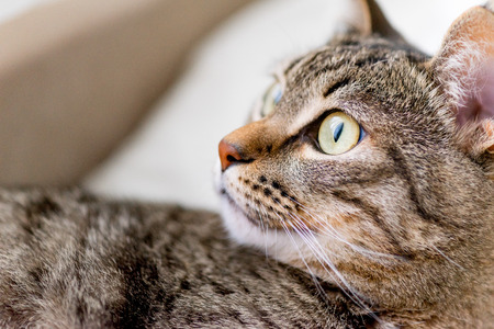 Portrait of a cute cat closeup at homeの写真素材