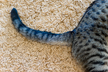 Portrait of a  cat tail closeup at home