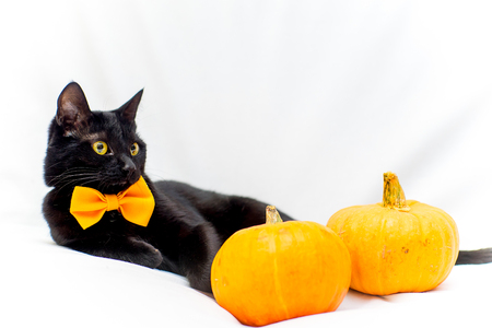 Halloween cat with an orange bow tieの写真素材