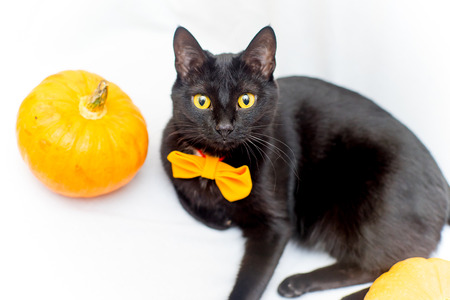 Halloween cat with an orange bow tieの写真素材