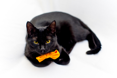 Halloween cat with an orange bow tieの写真素材