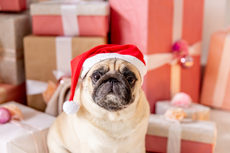 pug in santa costume sitting under christmas tree with giftsの写真素材