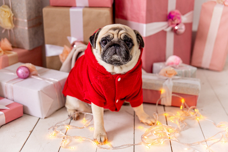 pug in santa costume sitting under christmas tree with giftsの写真素材