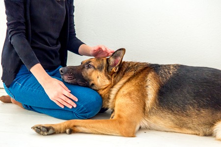 a portrait of a girl training her dog at homeの写真素材