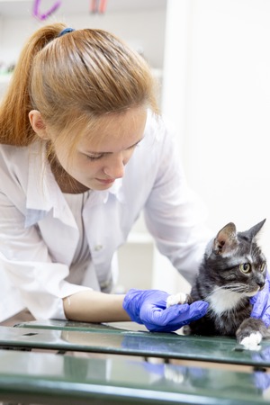 female veterinarian examining a cat in a vet clinicの写真素材