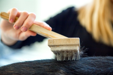 Young woman is combing her dog with a brushの写真素材