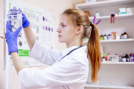 female veterinarian examining a dog in a vet clinicの写真素材