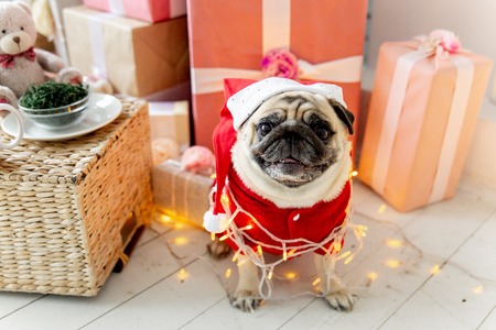 pug in santa costume sitting under christmas tree with giftsの写真素材