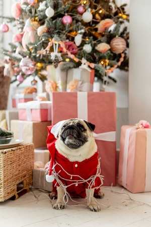 pug in santa costume sitting under christmas tree with giftsの写真素材