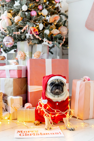 pug in santa costume sitting under christmas tree with giftsの写真素材