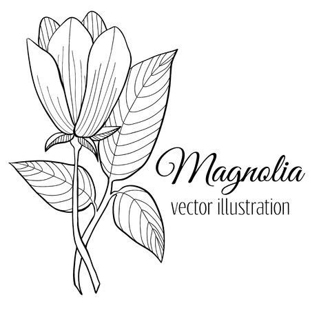 Magnolia flower illustration. Black and white line art on white background. Vector. Hand drawn botany floral design element.のイラスト素材