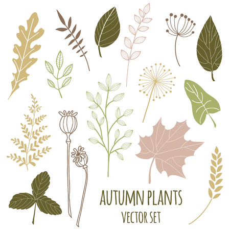 Set of botany sketches and line doodles. Autumn floral hand drawn design elements. Isolated flowers, plants, leaves, herbs for decoration prints, labels, patterns. Vector illustrationのイラスト素材