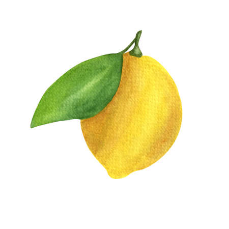 Watercolor lemon with leaf. For fabric, invitations, gift card, sticker, pattern and printing. A single watercolor element on a white backgroundの写真素材