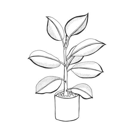 Plants ficus vector illustration in the pot. Hand drawn outline on white background. For background; web; print and infographics.のイラスト素材