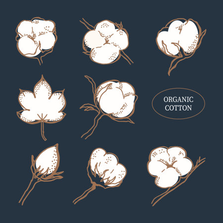 Vector hand drawn set of cotton branches. Cotton flower buds in elegant style. Botanical art isolated ondark blue background. Use for print, poster, sticker, card, decoration and other design.のイラスト素材