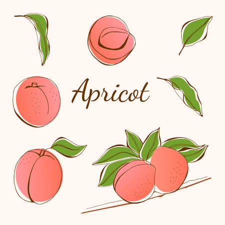 Set of colorful apricot. Whole and half an apricot. Slice of apricot. isolated on white background. vector illustration. Fruits and leaves set. Digital hand drawn illustration.のイラスト素材