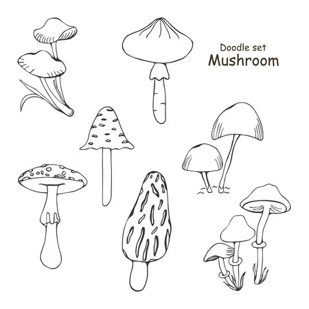 Set of poisonous mushrooms. Doodle. Vector illustration isolated on white background. Morel, fly agaric, toadstool. Different types in the style of line art.のイラスト素材