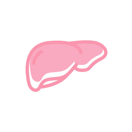 icon of human Liver Internal Organ. Vector isolated element on white background.のイラスト素材