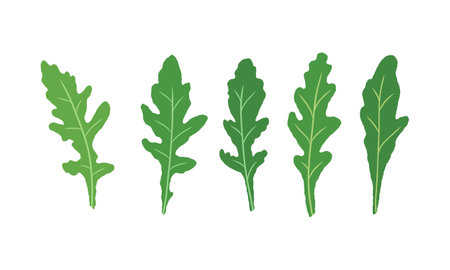 Set of leaves arugula. Vector painted. Illustration superfood on white background. Fresh green leaves in cartoon flat style and black outline.のイラスト素材