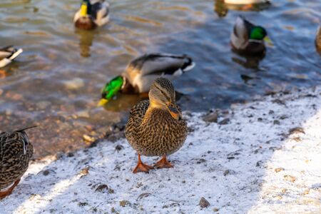 Group of wild ducks near the icy pond in winter time, wintering of wild ducks in the city, fauna ecosystemの写真素材
