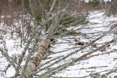 fallen old tree lies in the snowの写真素材