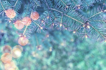 Christmas holiday coniferous background with lights. layout for christmas designの写真素材