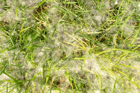 poplar fluff on young grass. white fluffの写真素材