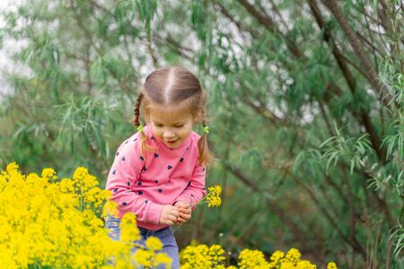 cute little girl in a pink sweater admires spring yellow flowersの写真素材
