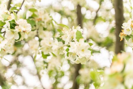 Apple tree flowers close up. blurred backgroundの写真素材