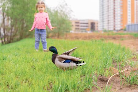 ornithophobia. little girl is afraid of a duckの写真素材