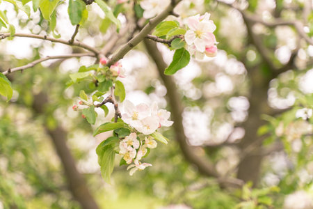 Apple tree flowers close up. blurred background