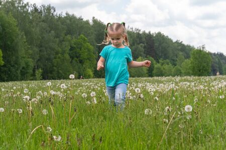 little girl walks across the field with bleached dandelionsの写真素材