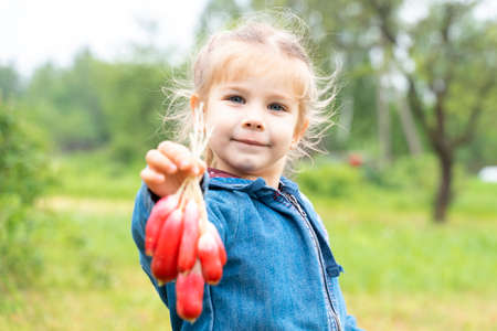 Little girl in denim jacket in nature holds a bundle of radishの写真素材